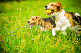 Naklejki two beagle