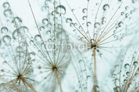 Obrazy i plakaty Dandelion seed with drops