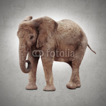 Naklejki african elephant