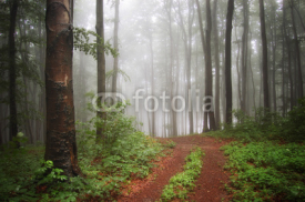 fog in a green colorful forest after rain