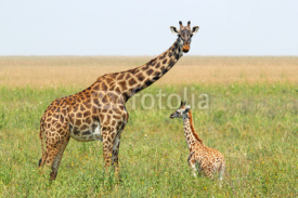 Fototapety Baby giraffe and mother