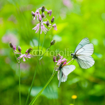 Naklejki Butterflies on the flower
