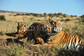 Naklejki A family of tigers