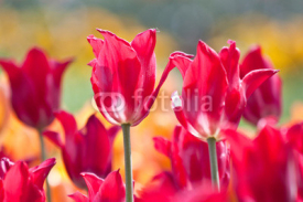 Naklejki Tulip Field