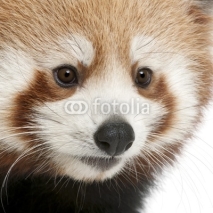 Naklejki Close-up of Young Red panda or Shining cat, Ailurus fulgens