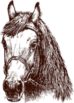 Naklejki head of horse