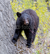 Naklejki American Black Bear Cub