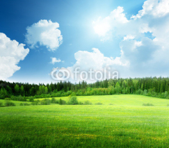 Obrazy i plakaty field of grass and perfect sky