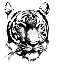 Obrazy i plakaty Tiger's face