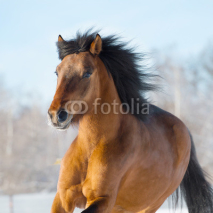 Fototapety Red horse runs gallop in winter