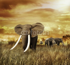 Naklejki Elephants At Sunset
