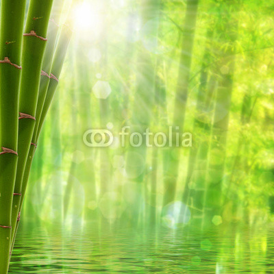 Bamboo forest. Abstract summer backgrounds with bright sun and b