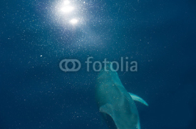 Fototapety Dolphin