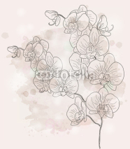 Fototapety Orchid branch