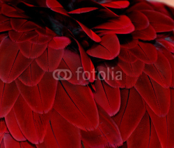 Naklejki Feathers; Red