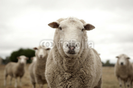 Naklejki Sheep