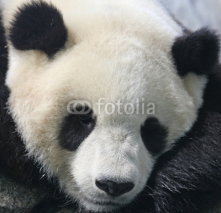 Naklejki Panda bear eating bamboo
