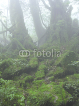 Fototapety 屋久島の森