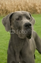 Fototapety german dog