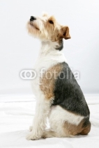 Fototapety Fox Terrier