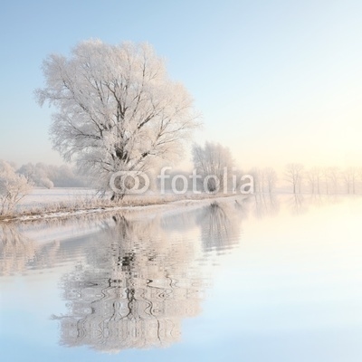 Frosty winter tree against a blue sky with reflection in water