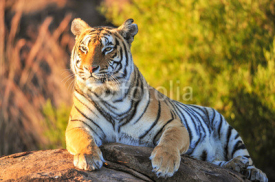 Obrazy i plakaty Portrait of a tiger