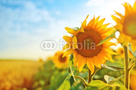 Naklejki Sunflowers in the field