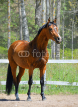 Obrazy i plakaty Bay stallion of Ukrainian riding breed