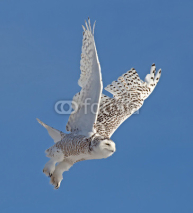 Fototapety Snowy Owl