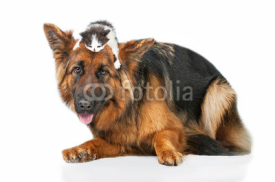 Naklejki German shepherd dog with little kitten on its head
