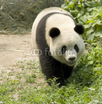 Fototapety Giant Panda