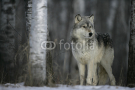 Obrazy i plakaty Grey wolf, Canis lupus