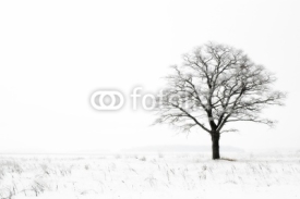Fototapety winter lonelyness