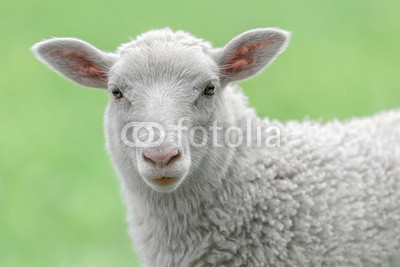 Face of a white lamb