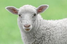 Naklejki Face of a white lamb