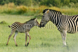 Fototapety Zebrafohlen begrüßt Mutter