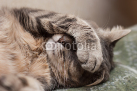 Fototapety sleeping cat