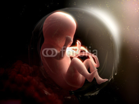 Fototapety Foetus