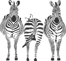 Fototapety Zebras