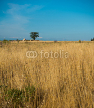Fototapety lavender field