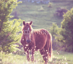 Fototapety Horse