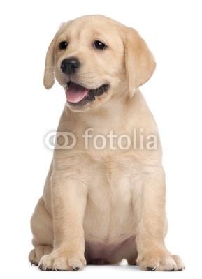 Labrador puppy, 7 weeks old, in front of white background
