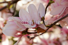 Naklejki Magnolia tree