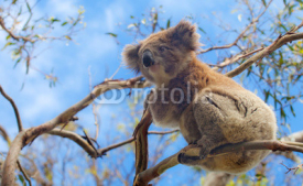 Fototapety Koala in Great Ocean Road, Victoria, Australia