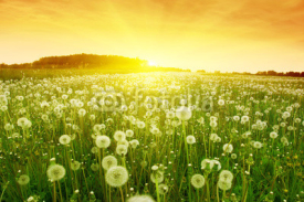 Fototapety Dandelions in meadow during sunset.