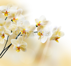 Naklejki Beautiful white orchid