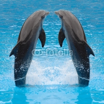 dolphin twins