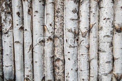 Birch wooden background