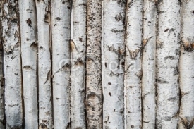 Fototapety Birch wooden background