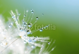 Fototapety Dandelion seed with drops